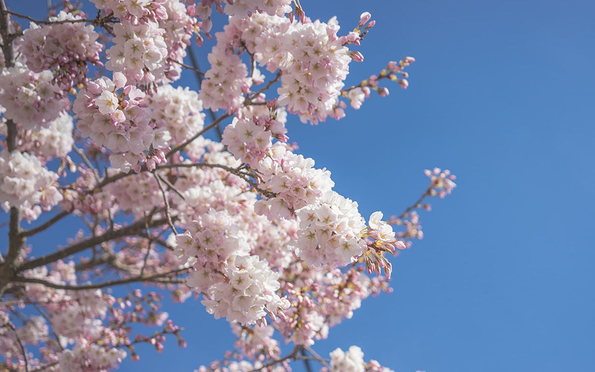 Spring Super Sale 2020 - For online shopping of Japanese culture items ...