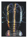 Hologram scratch board II 190×265mm01