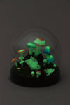 Glowing mushroom terrarium kit01