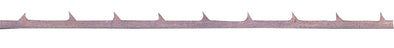 Thread saw blade (12 pieces) No2 24 thread medium grain01