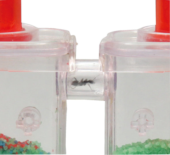 Ant life observation set04