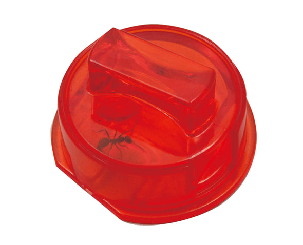 Ant life observation set05