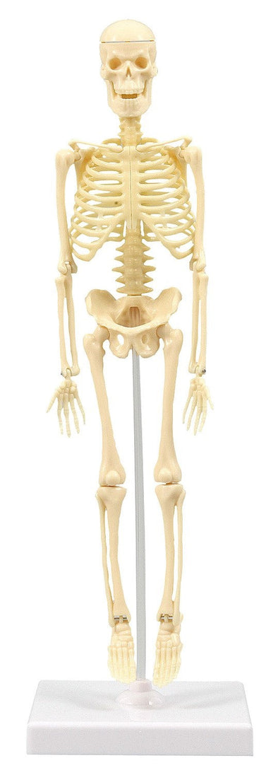 Human skeleton model 30cm01